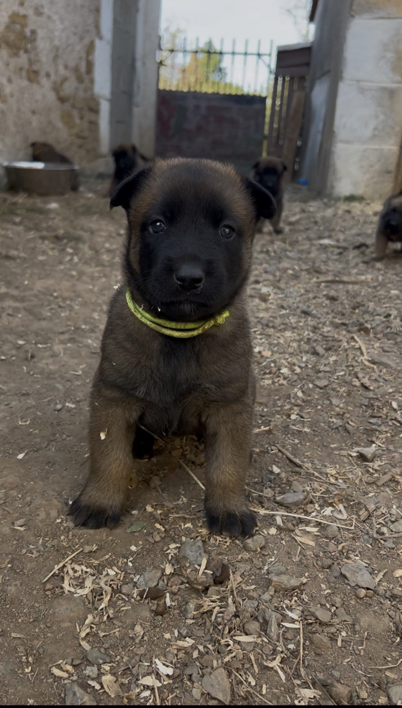 Chiot Berger Belge De La Legende De Venystorm