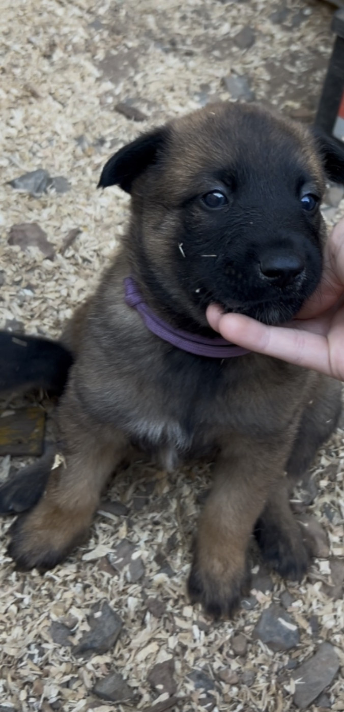 De La Legende De Venystorm - Chiots disponibles - Berger Belge